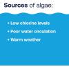 imageHTH 67084 Pool Care Algae Guard Advanced All Algae Eliminator for Swimming Pools  FastActing Destroys ampamp Prevents Green Black ampamp Mustard Algae Keeps Pool Water Crystal Clear 32 fl ozUltra Algaecide
